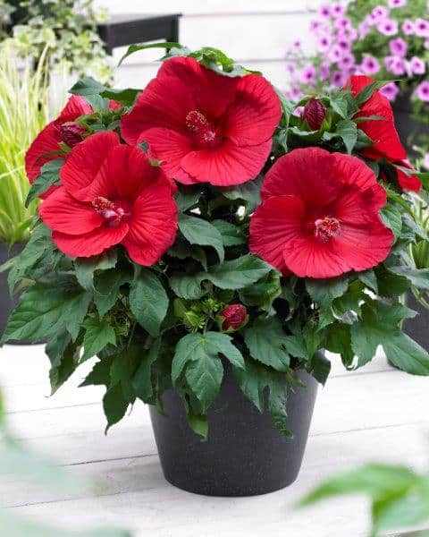 Hibiscus extreme oak red