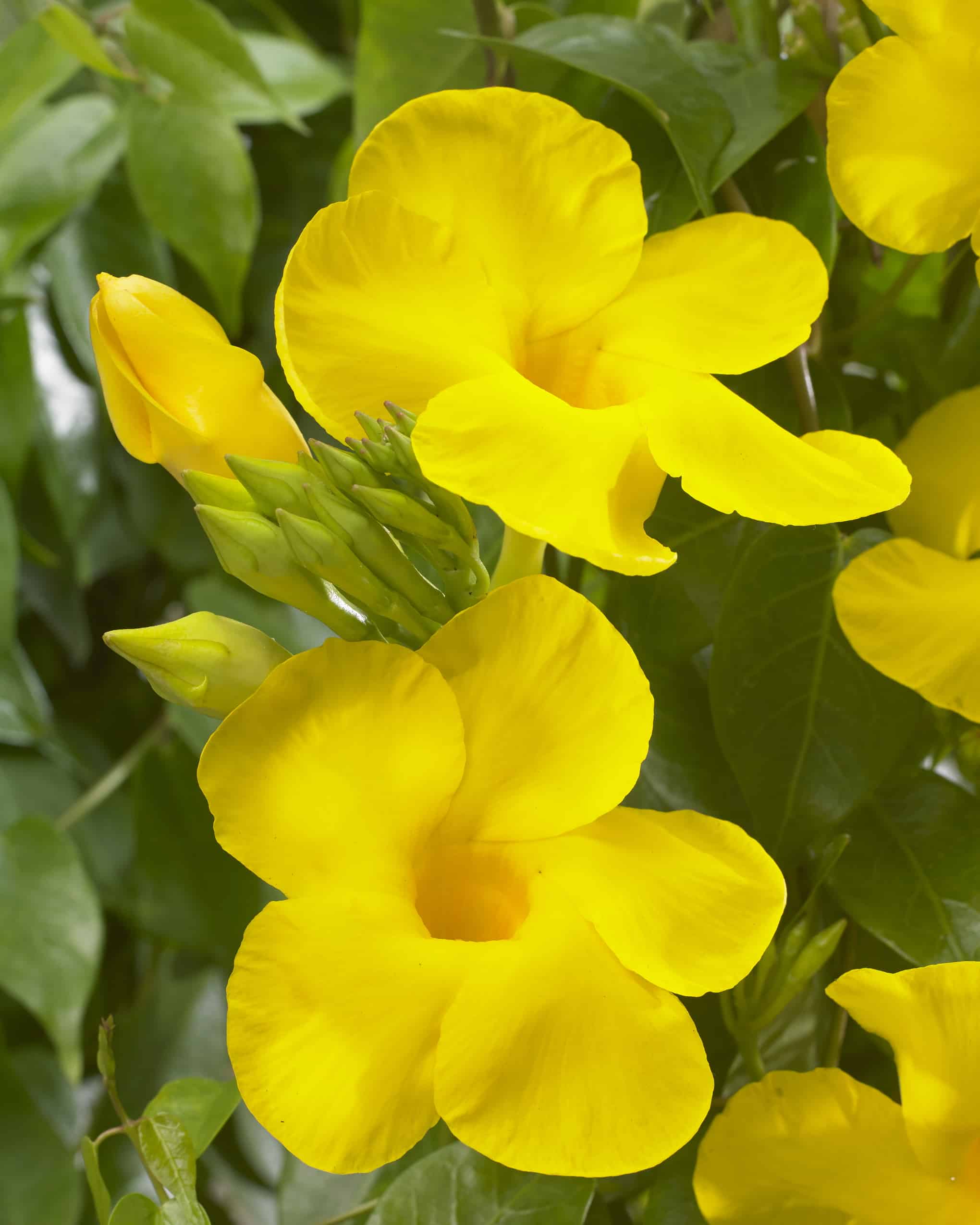 Mandevilla Bloom Bells® Yellow